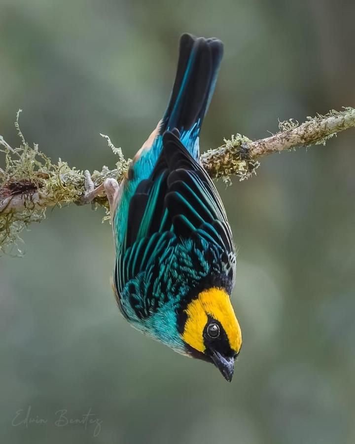 Bosque De Niebla Birding & Nature カリ エクステリア 写真