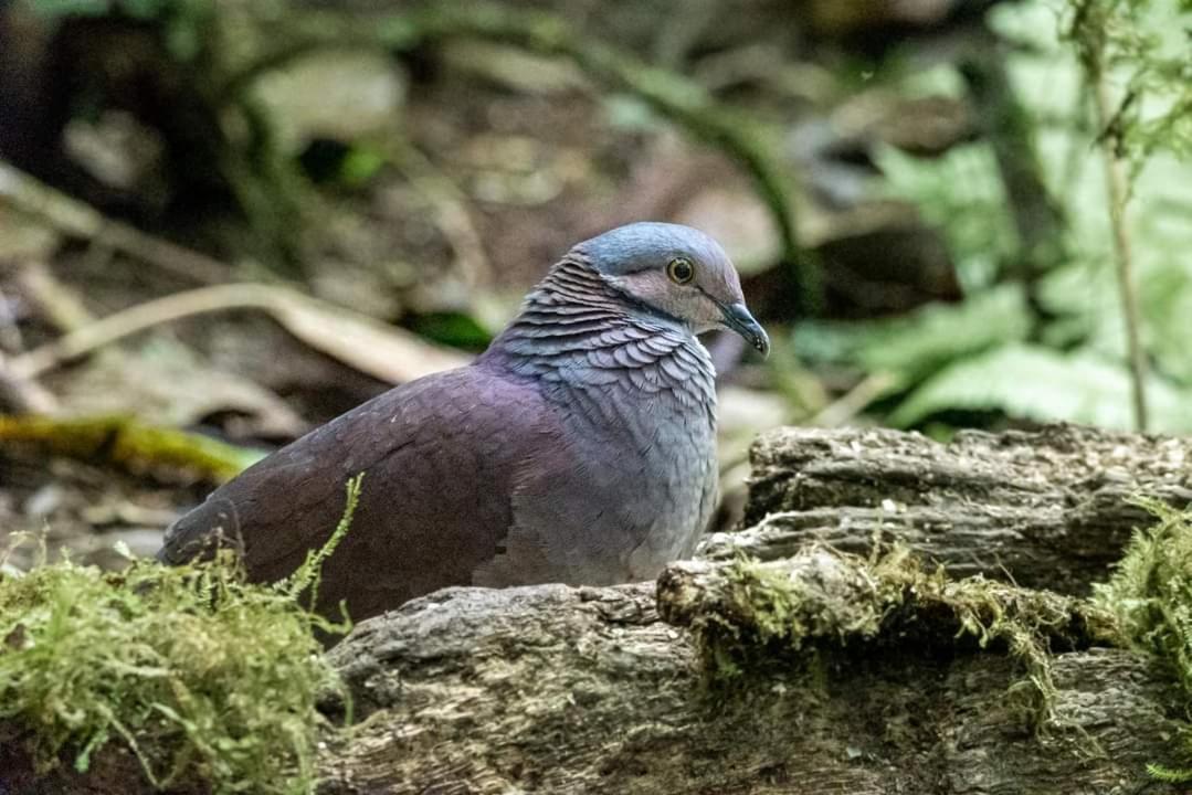 Bosque De Niebla Birding & Nature カリ エクステリア 写真