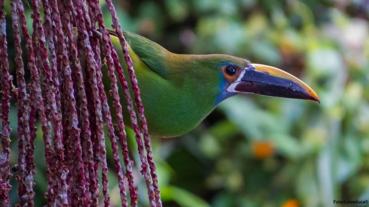 Bosque De Niebla Birding & Nature カリ エクステリア 写真