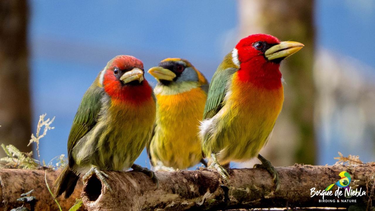 Bosque De Niebla Birding & Nature カリ エクステリア 写真