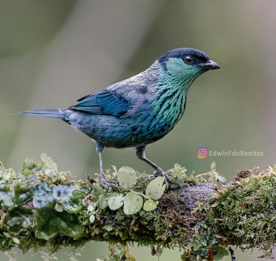 Bosque De Niebla Birding & Nature カリ エクステリア 写真