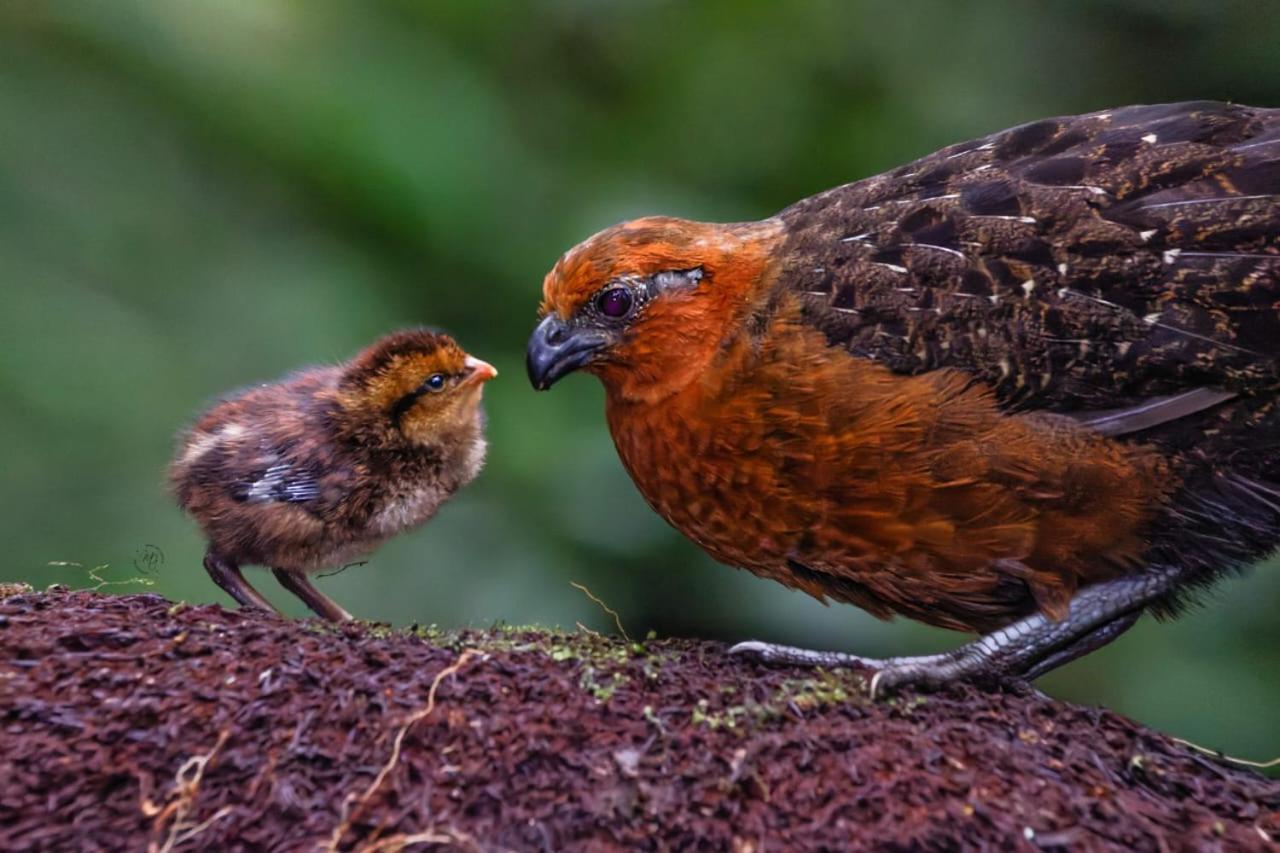 Bosque De Niebla Birding & Nature カリ エクステリア 写真