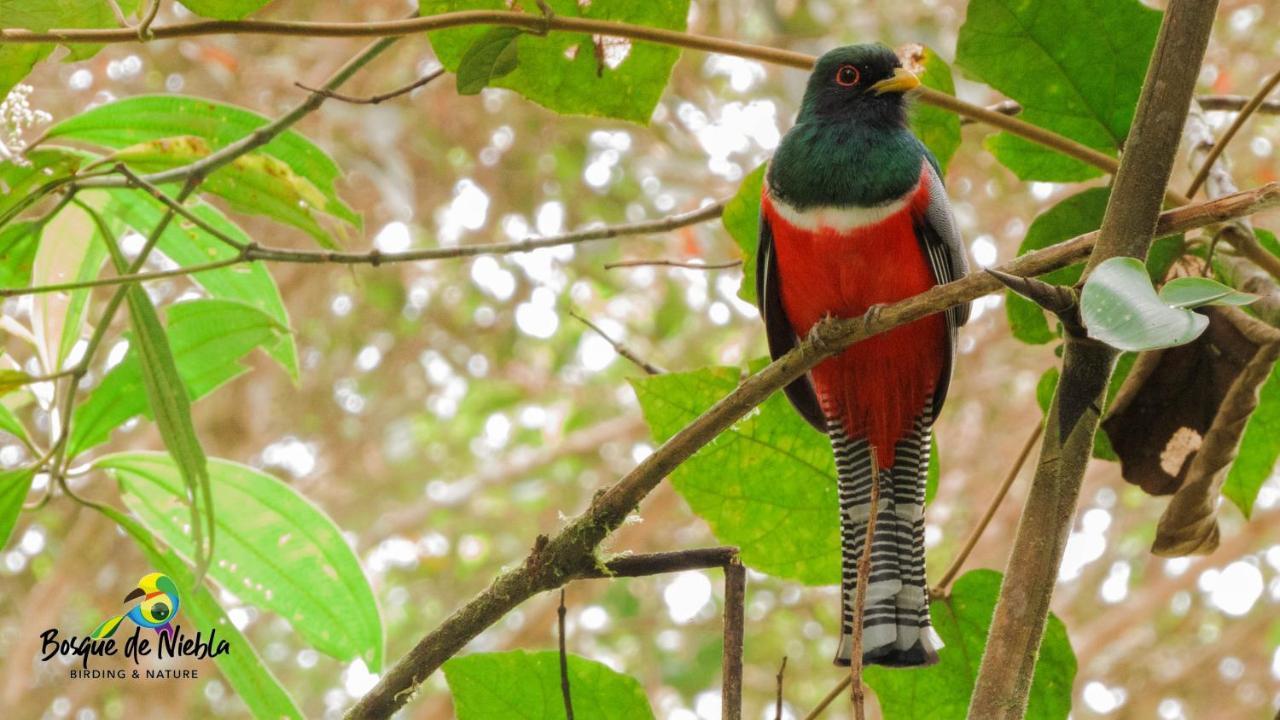 Bosque De Niebla Birding & Nature カリ エクステリア 写真